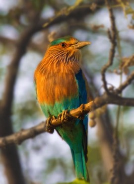 Indian Roller